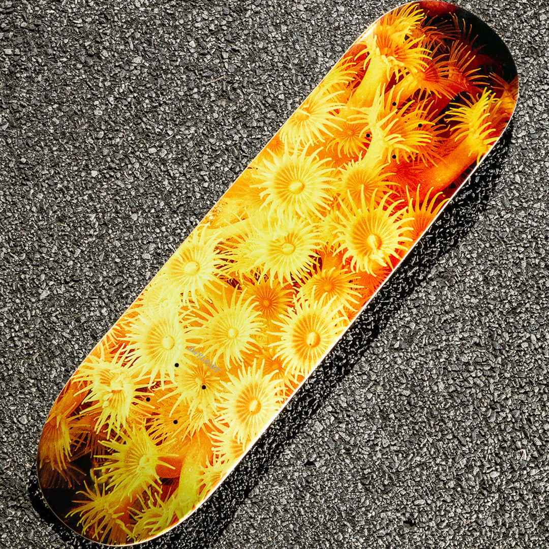 Daylight Zoanthid Yellow 8.25" Skateboard Deck | Shop skateboard decks online with Pavemetn Skate Store with free Aotearoa NZ shipping on orders over $100!