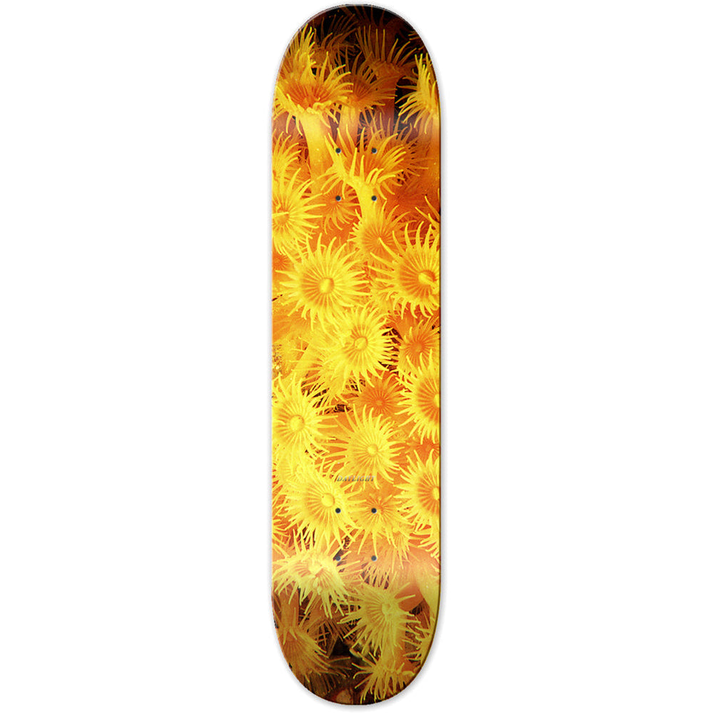 Daylight Zoanthid Yellow 8.25" Skateboard Deck | Shop skateboard decks online with Pavemetn Skate Store with free Aotearoa NZ shipping on orders over $100!
